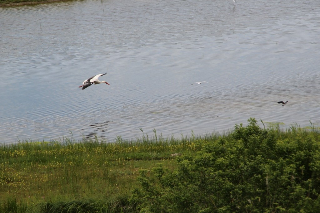 Img 2428 1024x683 
